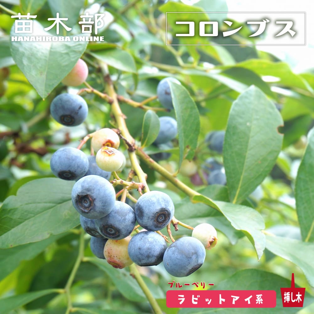 ブルーベリー ラビットアイ系 コロンブス 苗 販売 苗木部 By 花ひろば
