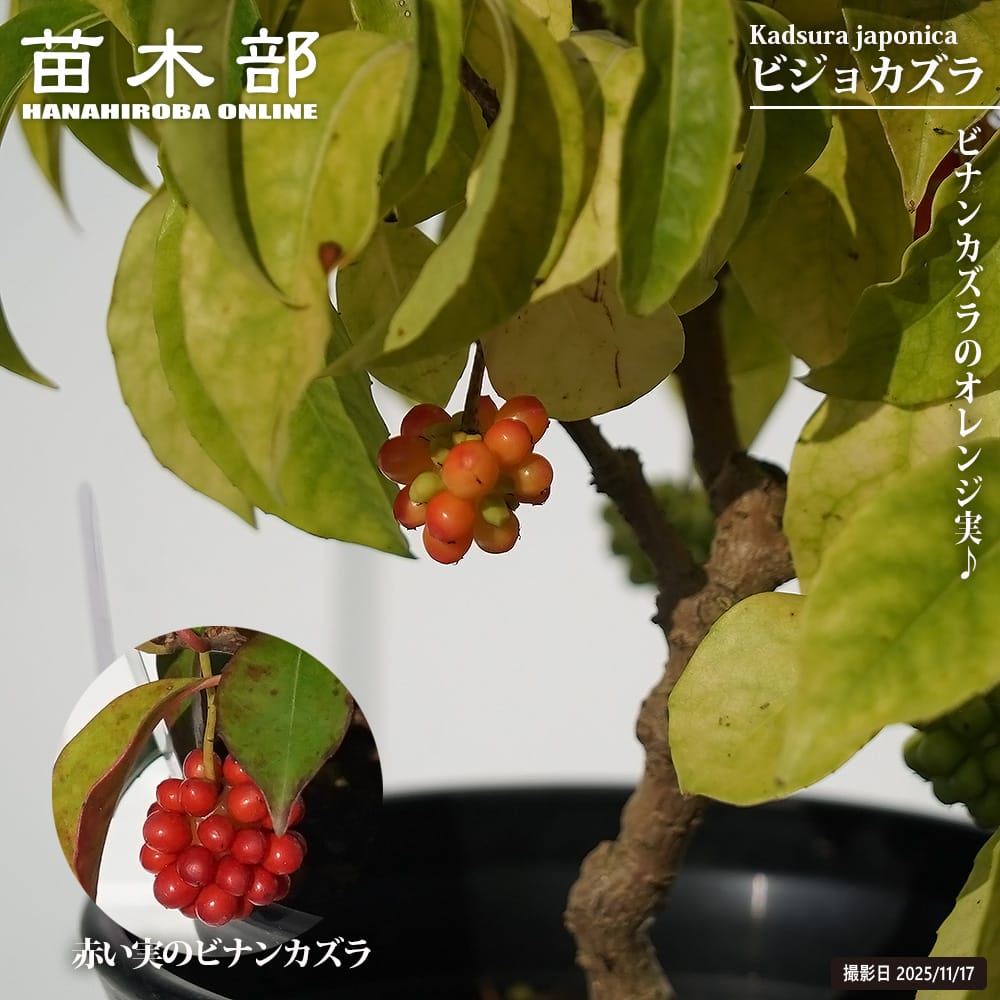 美男カズラ ビジョカズラ 