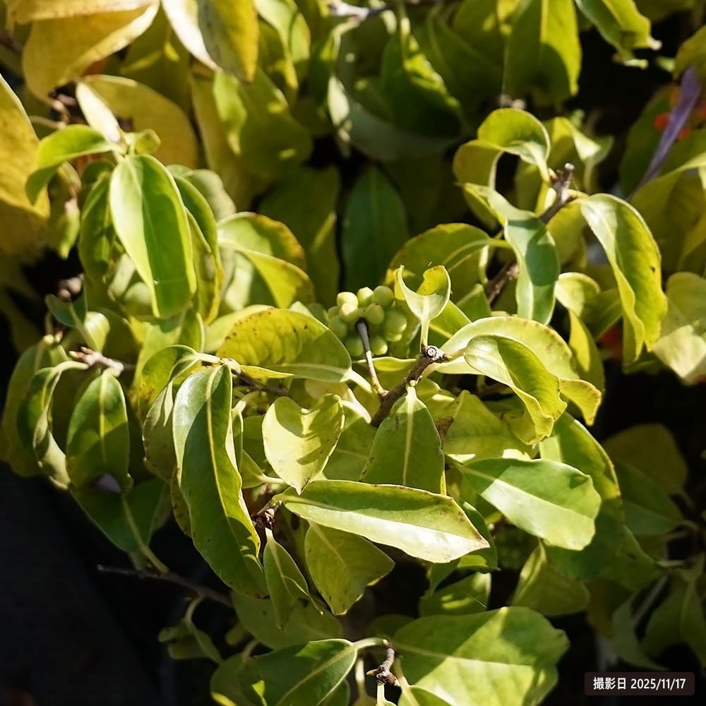 美男カズラ ビジョカズラ 1