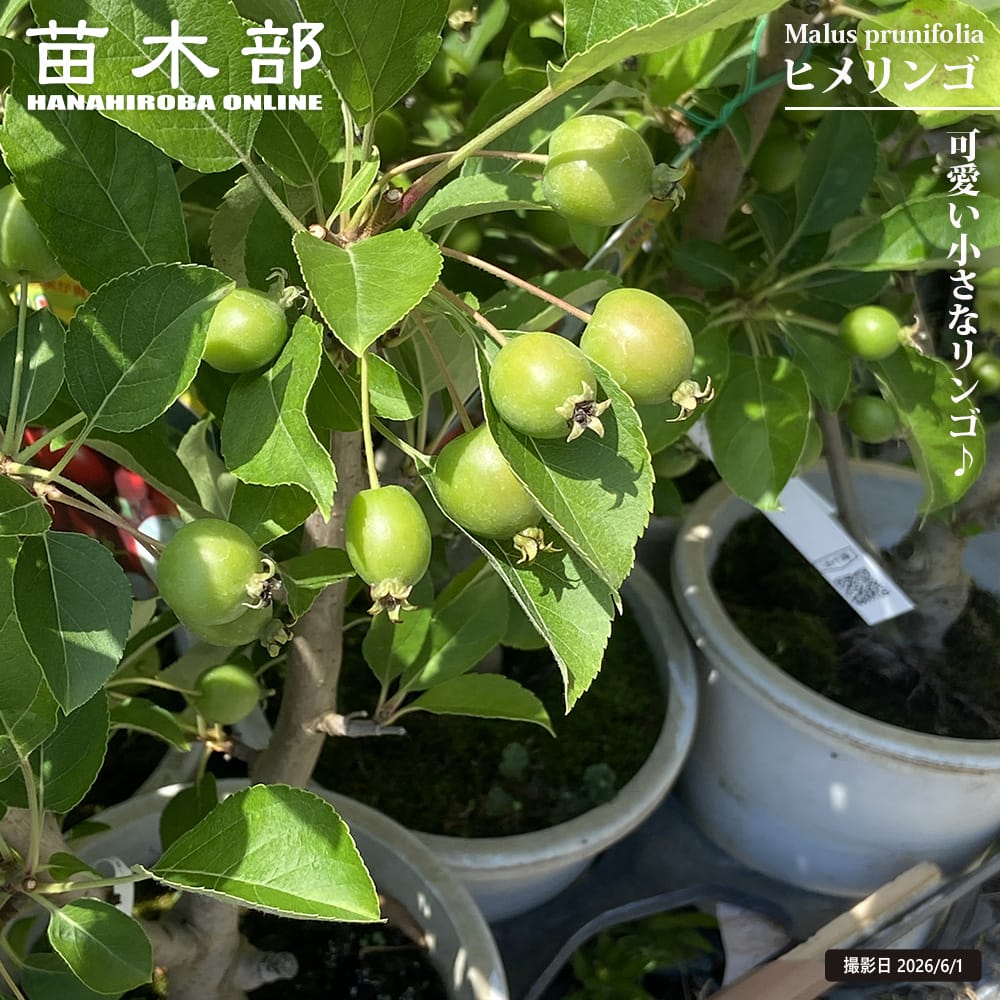 リンゴ ヒメリンゴ 
