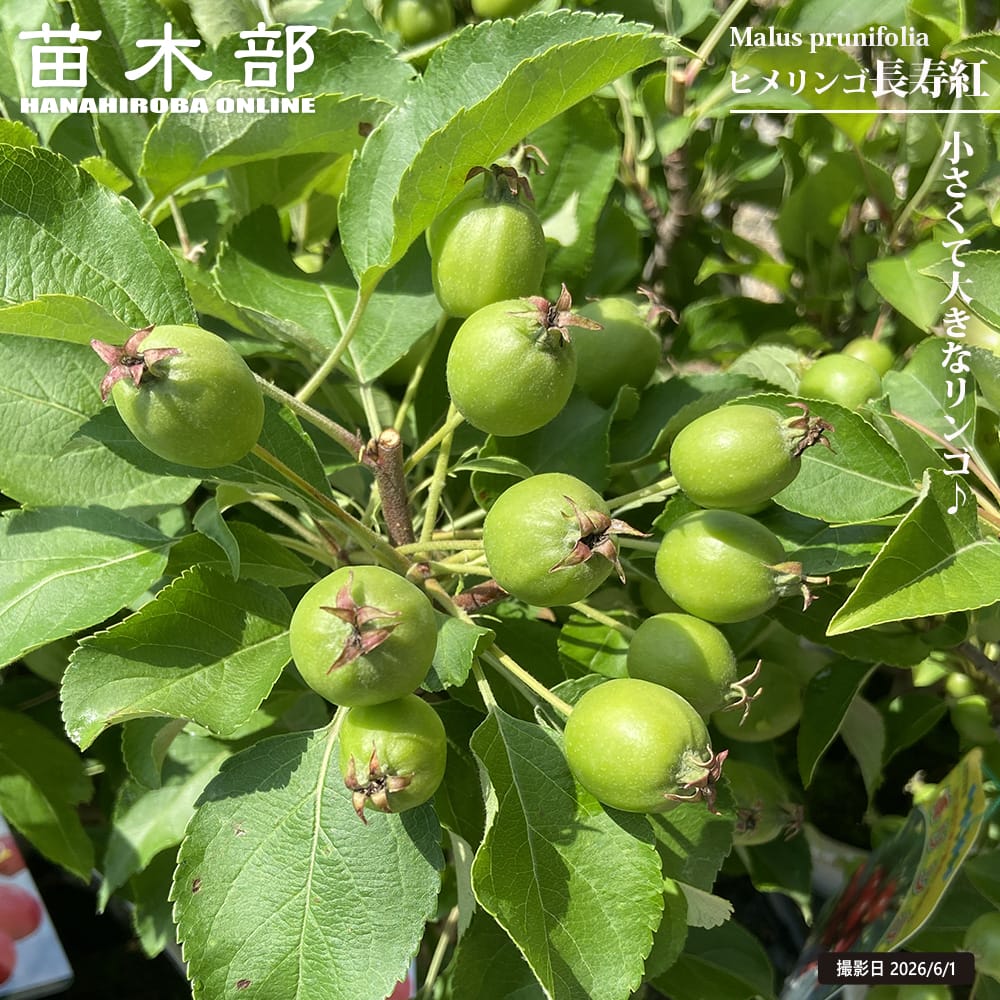 リンゴ ヒメリンゴ 長寿紅 