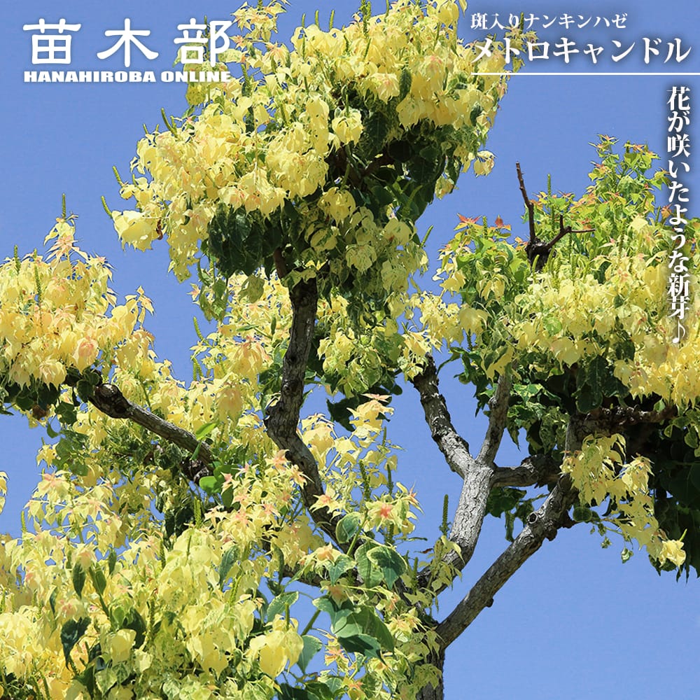 ナンキンハゼ メトロキャンドル 