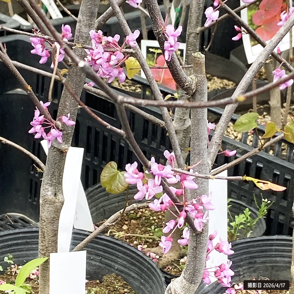 アメリカハナズオウ シルバークラウド 3