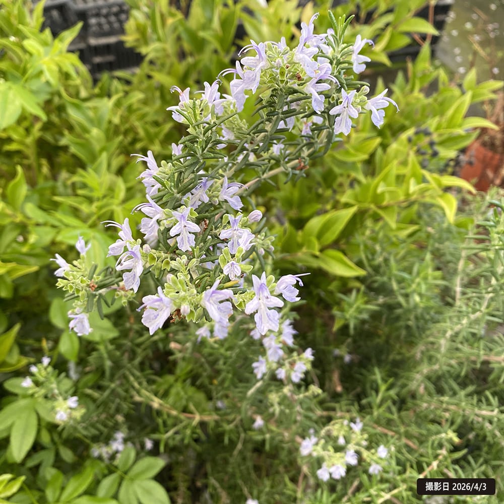 ローズマリー プロストラタス 1