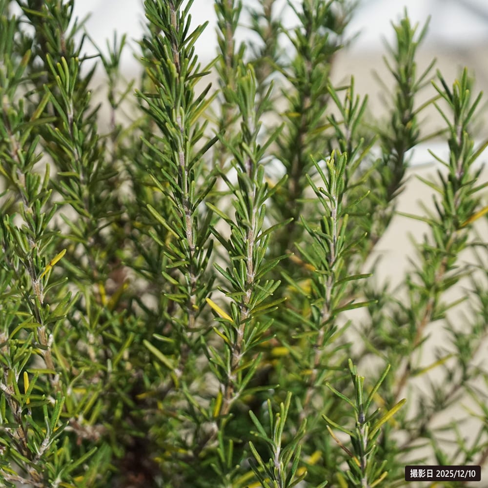 ローズマリー マリンブルー 3