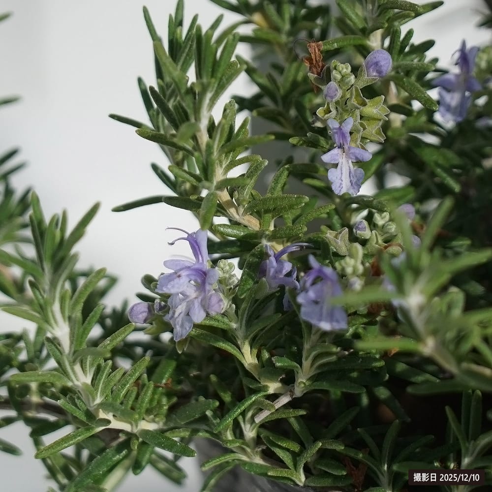 ローズマリー サンタバーバラ 4