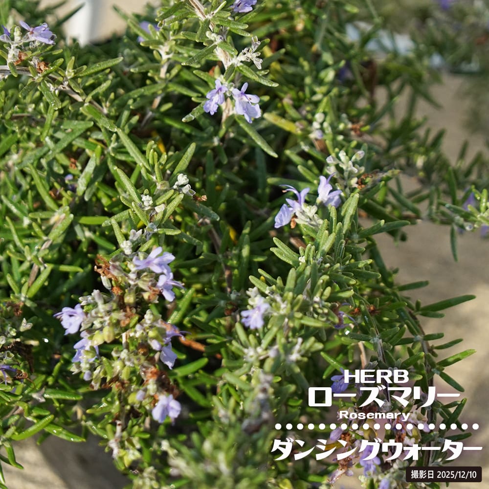 ローズマリー ダンシングウォーター 