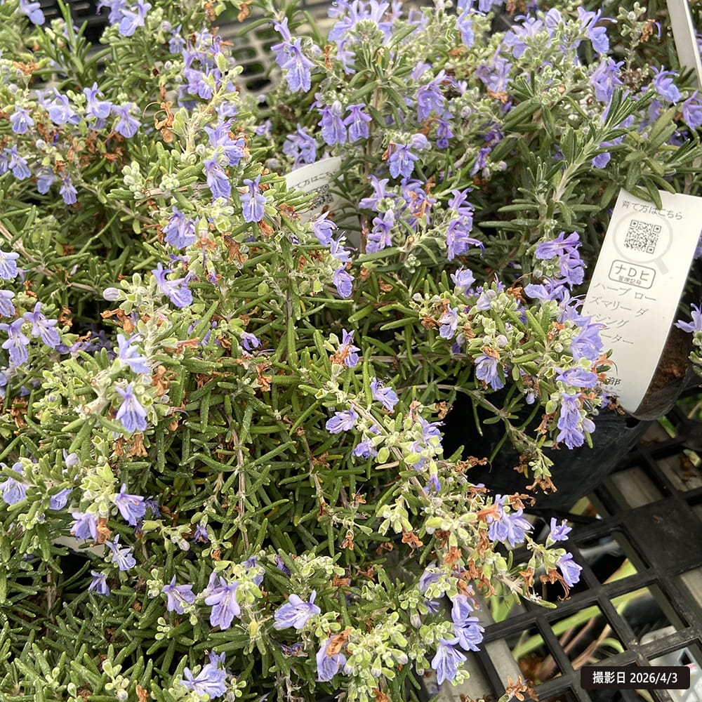 ローズマリー ダンシングウォーター 1