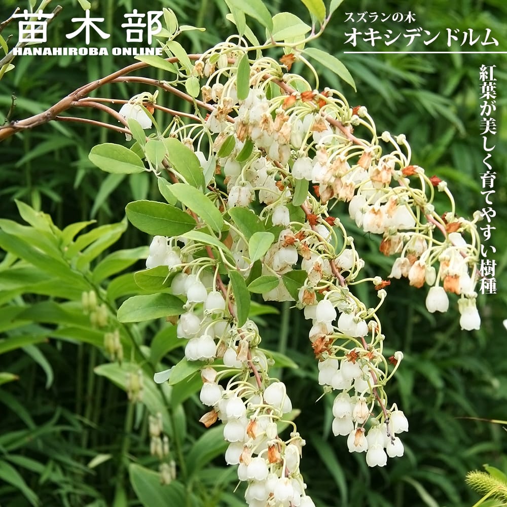 ツツジ スズランノキ 