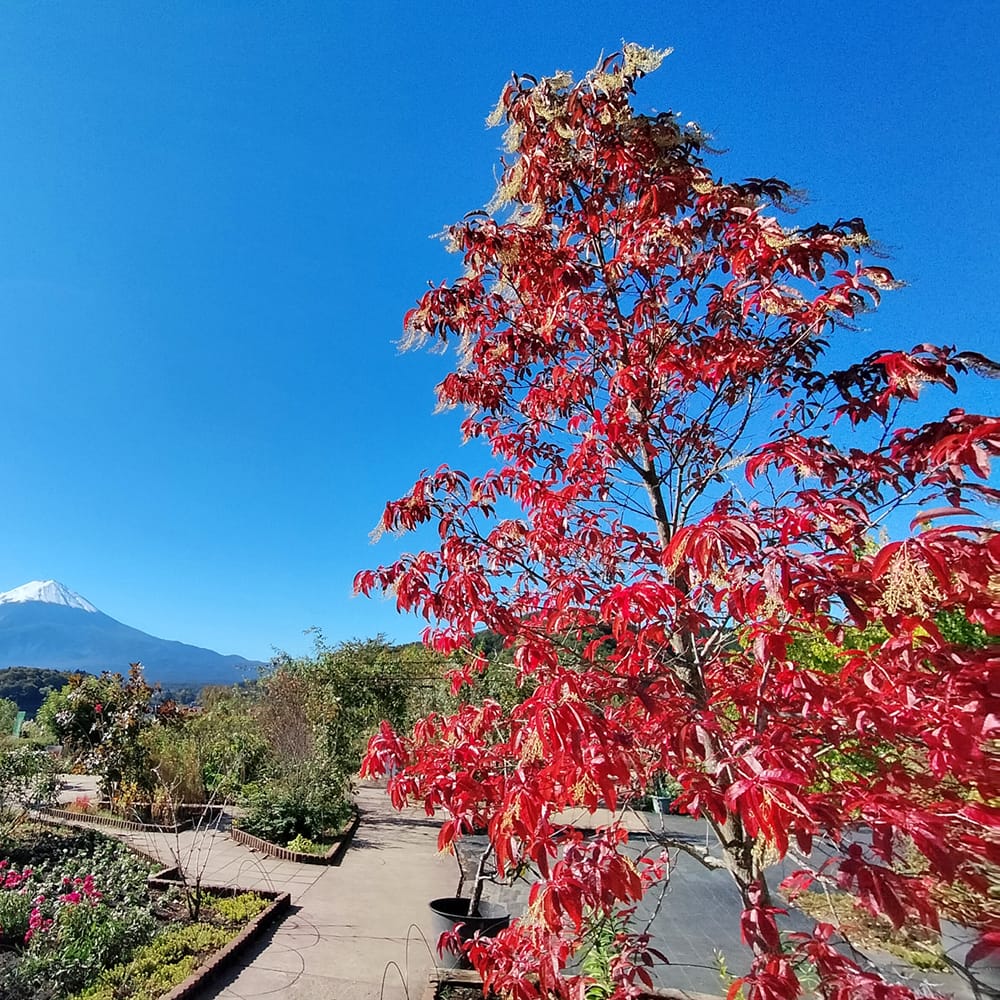 ツツジ スズランノキ 1