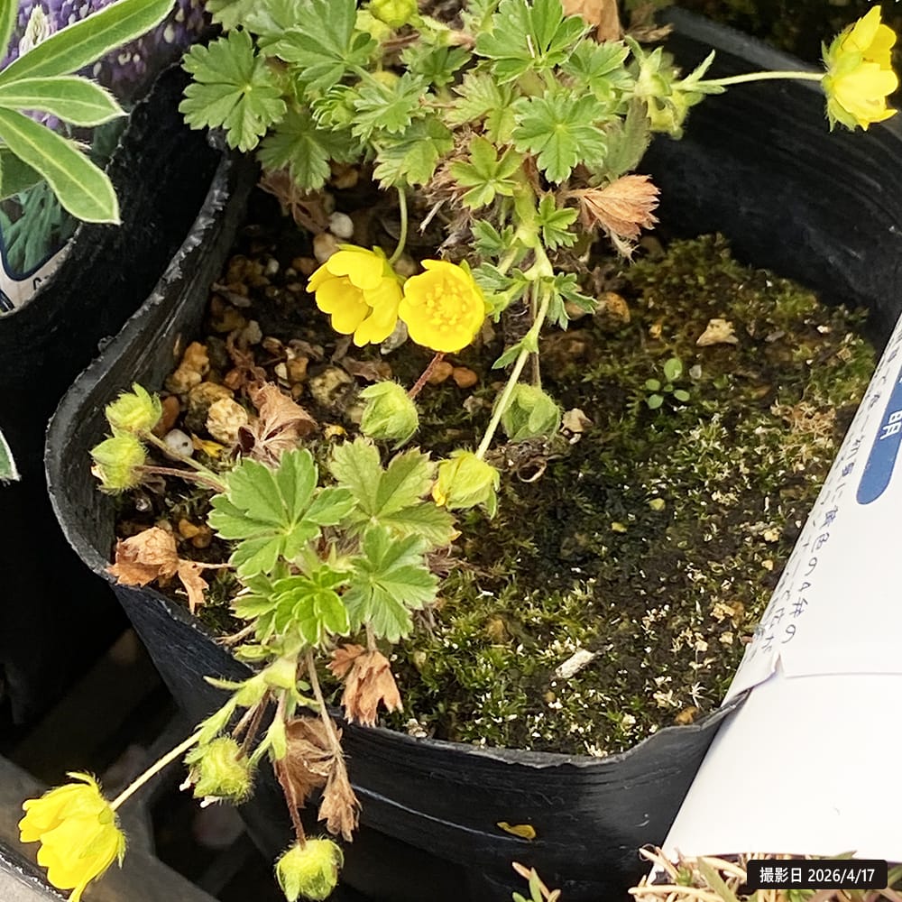 ポテンティラ ネウマンニアナ ベルナ 1