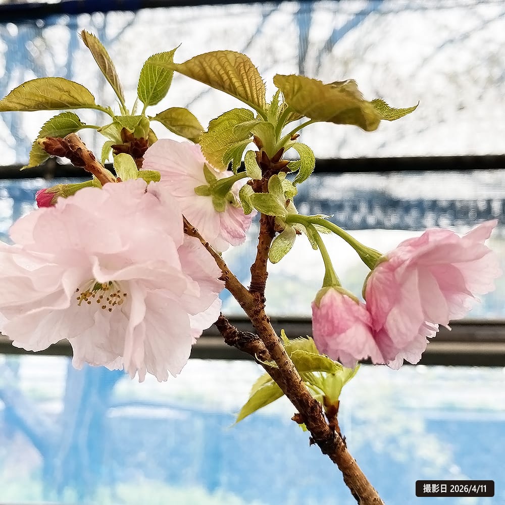 さくら 八重紅虎の尾 3