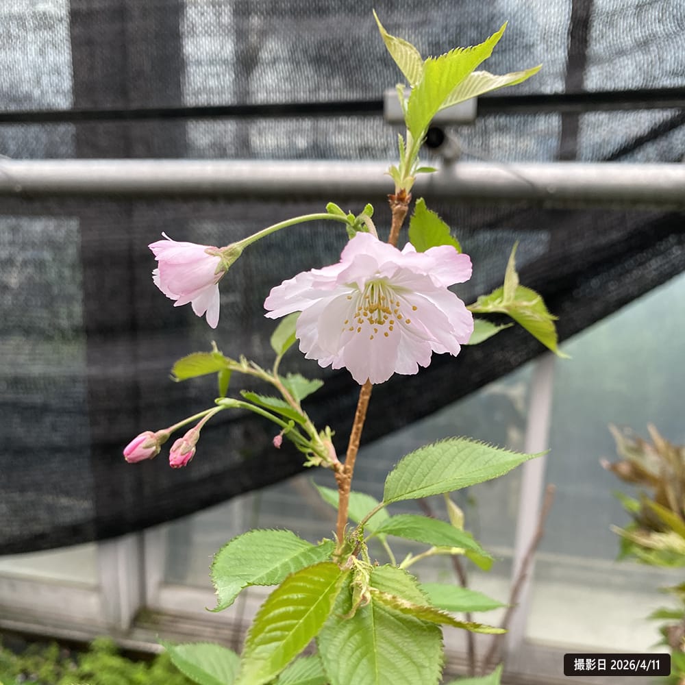 さくら アーコレード 1