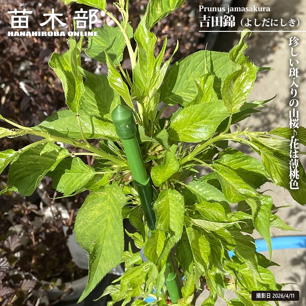 キメラ錦  カット苗 楽天市場】多肉 錦（観葉植物｜花・観葉植物）：花・ガーデン・DIYの通販