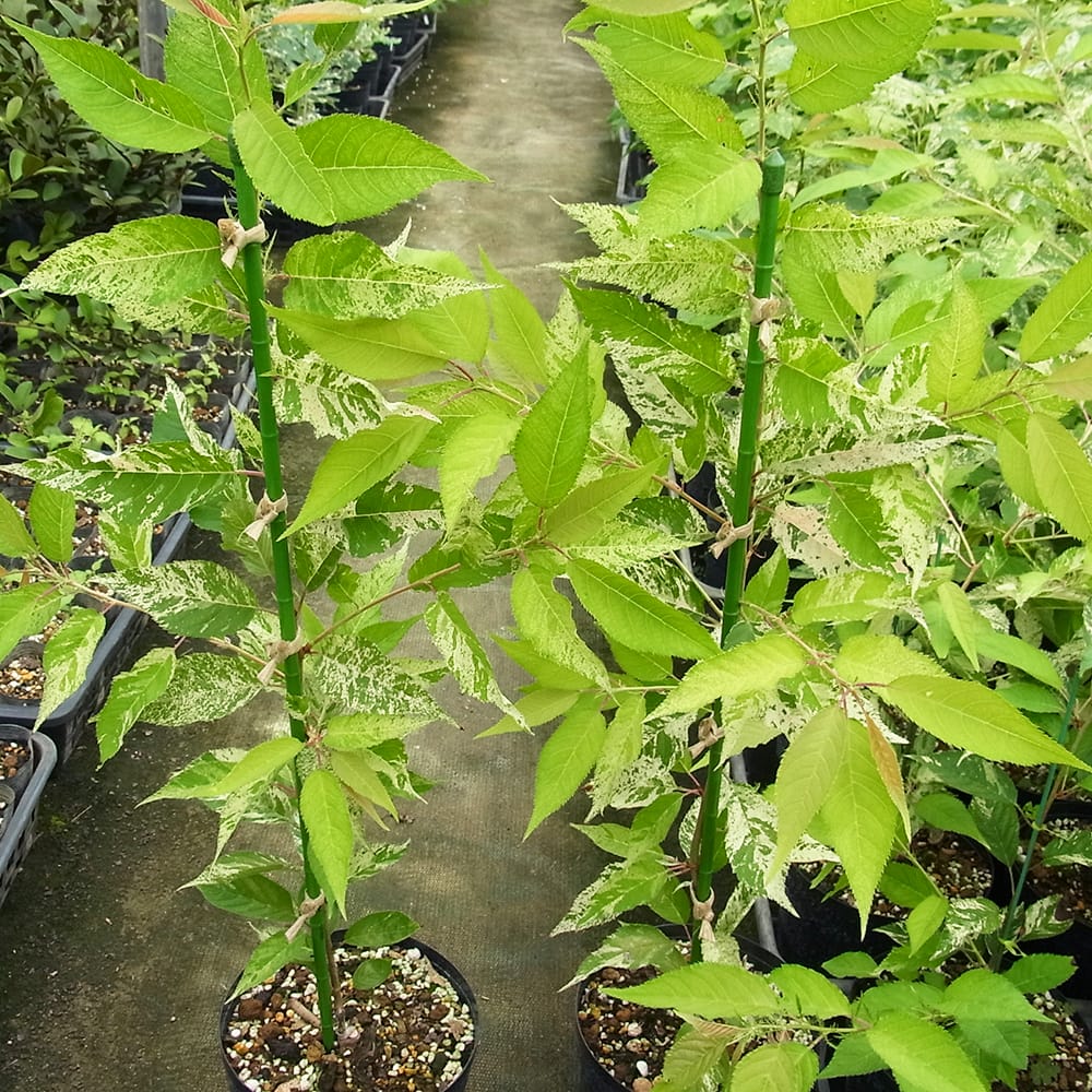 キメラ錦  カット苗 楽天市場】多肉 錦（観葉植物｜花・観葉植物）：花・ガーデン・DIYの通販