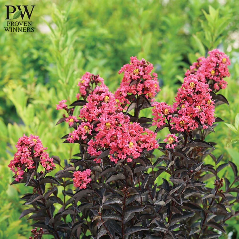 サルスベリ コーラル 2