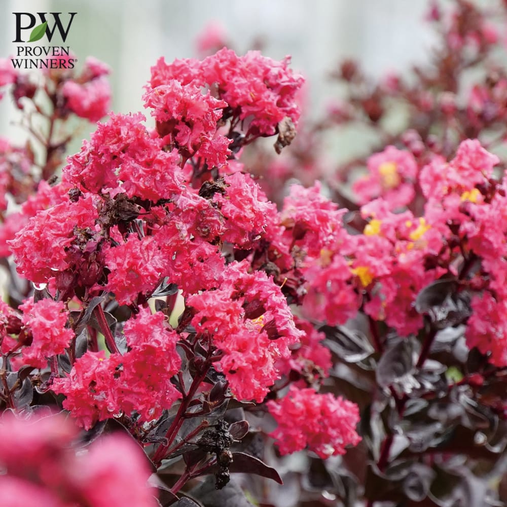 サルスベリ ピンク 2