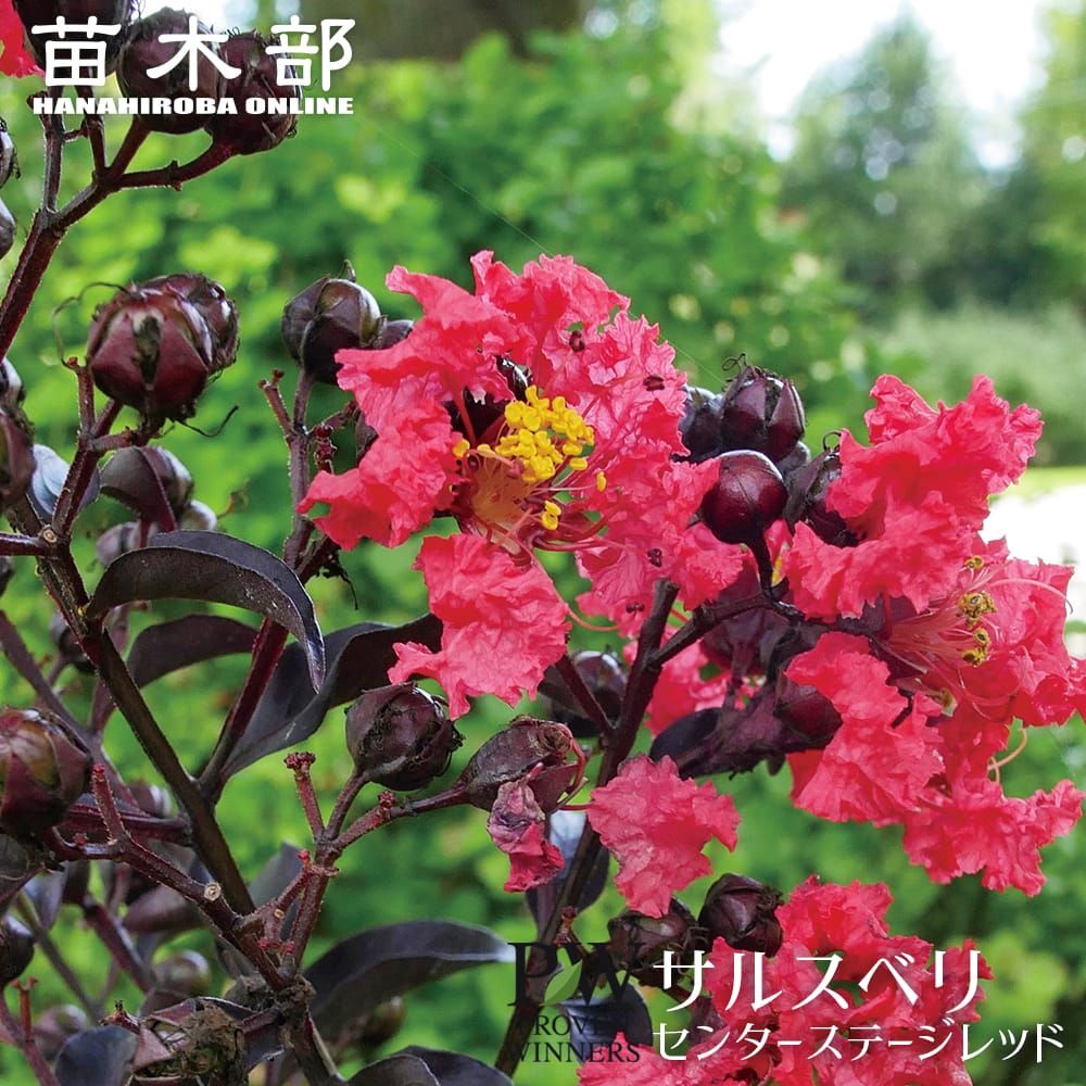 サルスベリ レッド 