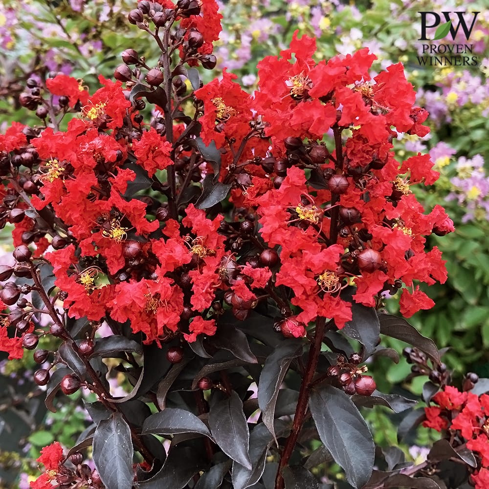 サルスベリ レッド 2