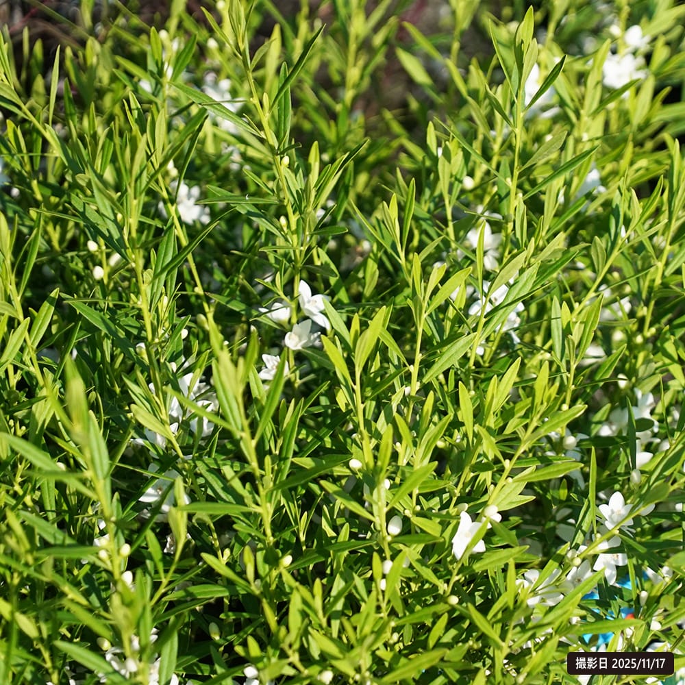 サザンクロス ホワイト 1