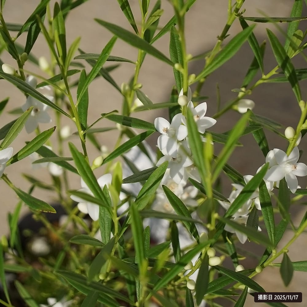 サザンクロス ホワイト 2