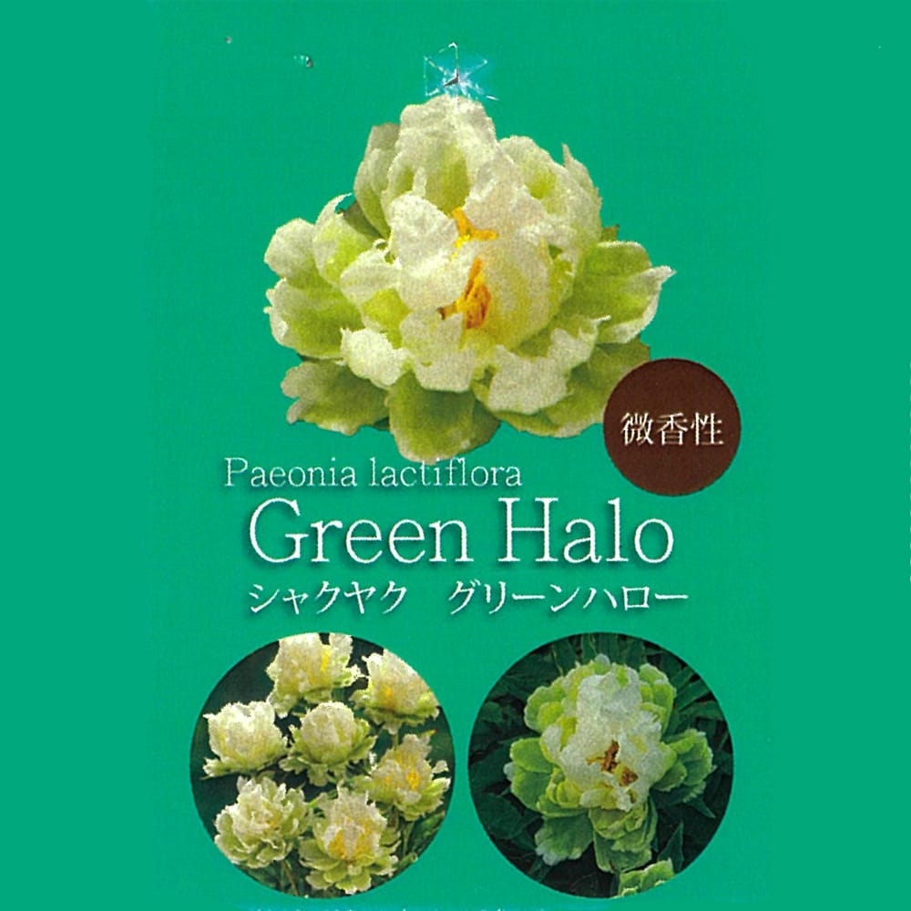 芍薬 グリーンハロー 