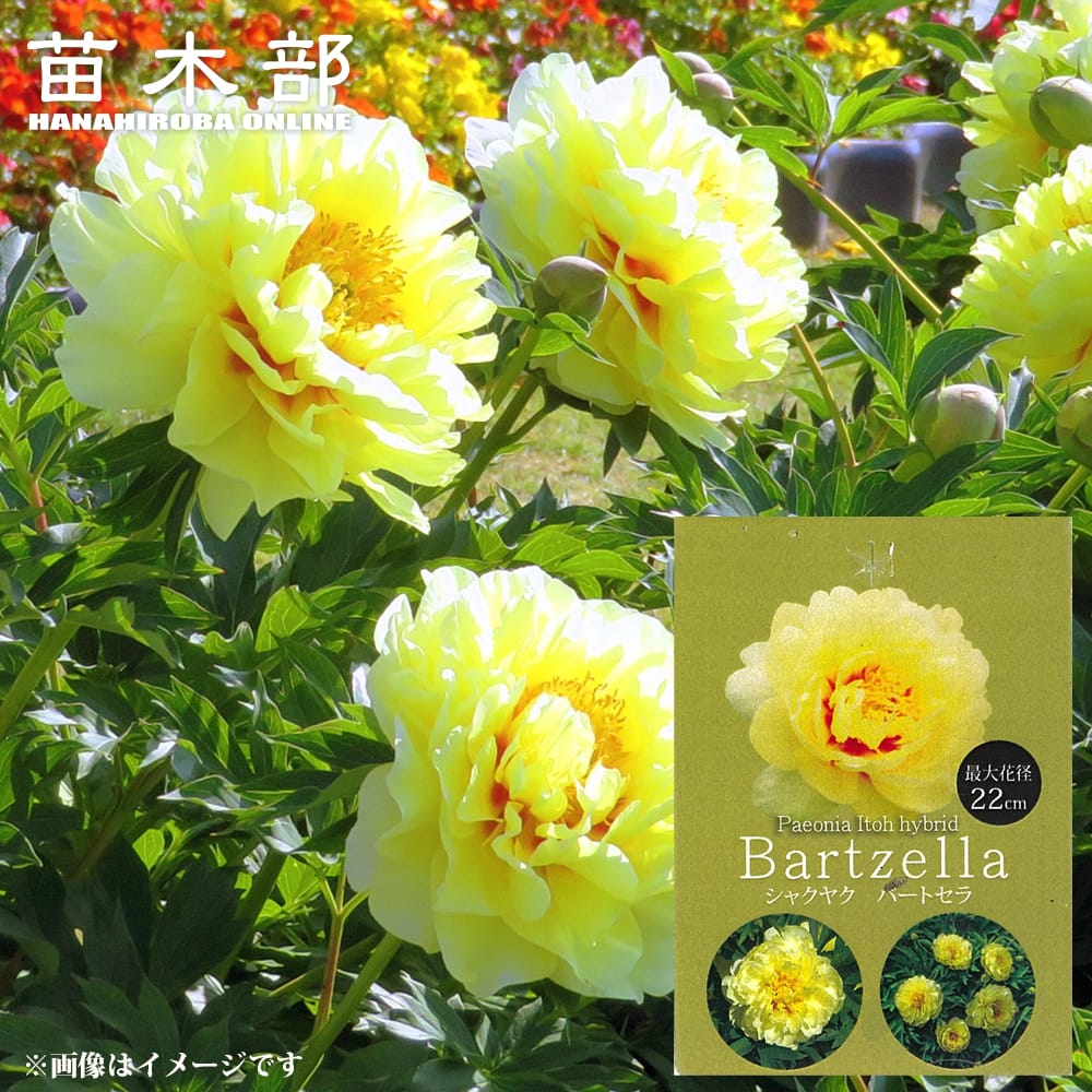 芍薬 バートゼラ 