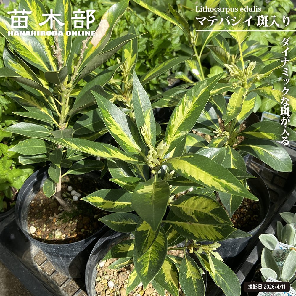マテバシイ 斑入り 