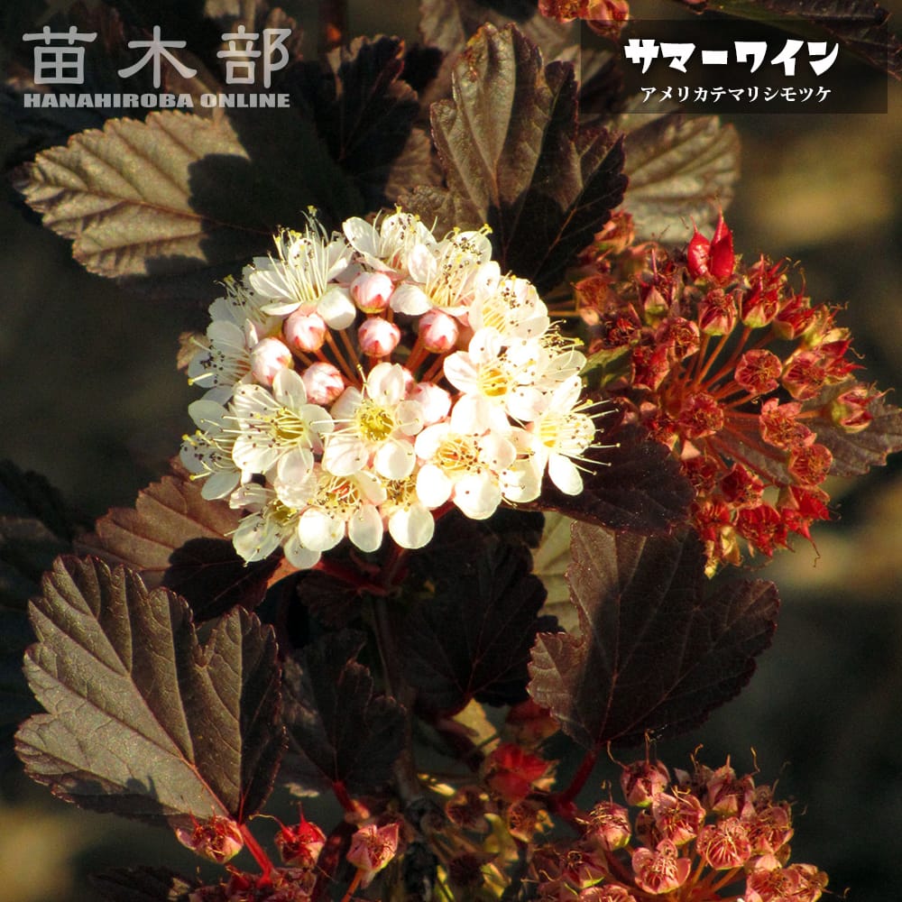 テマリシモツケ サマーワイン 