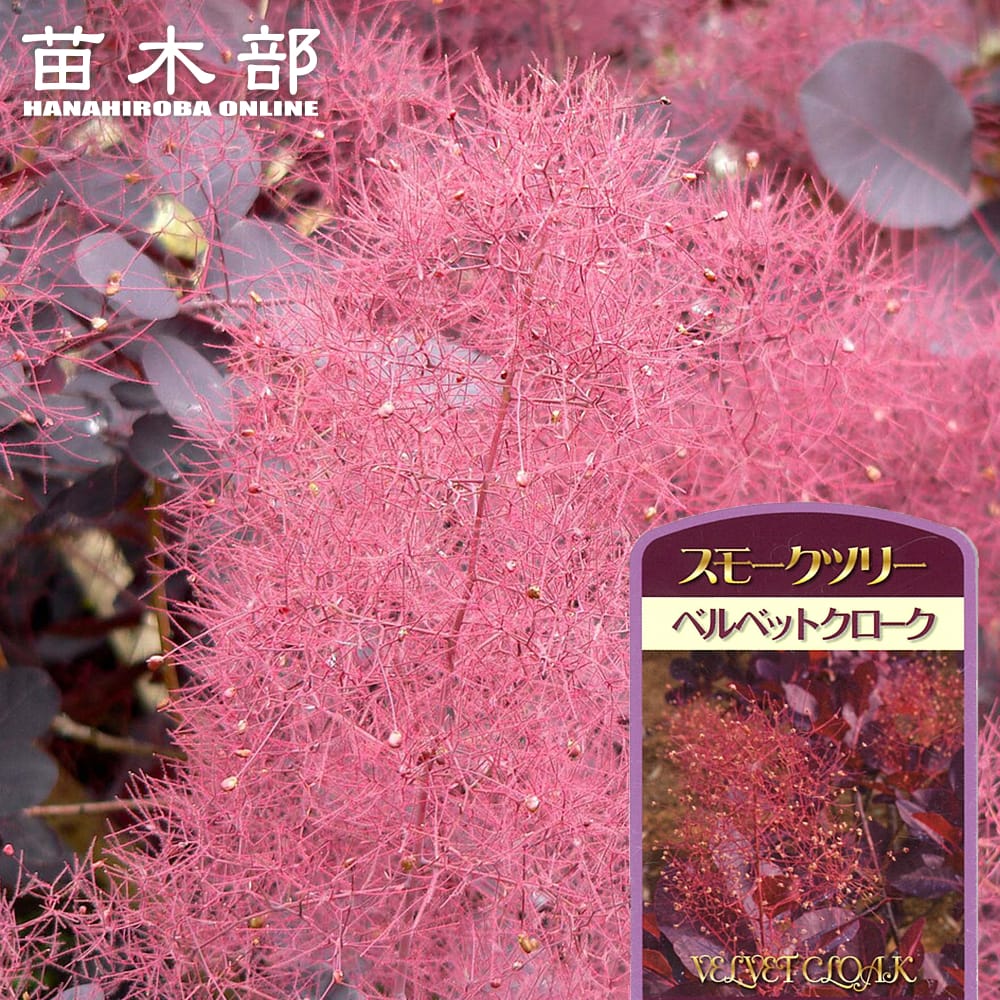 スモークツリー ベルベットクローク 