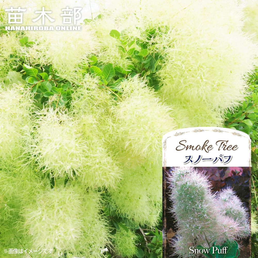 スモークツリー スノーパフ 苗 販売 苗木部 By 花ひろばオンライン