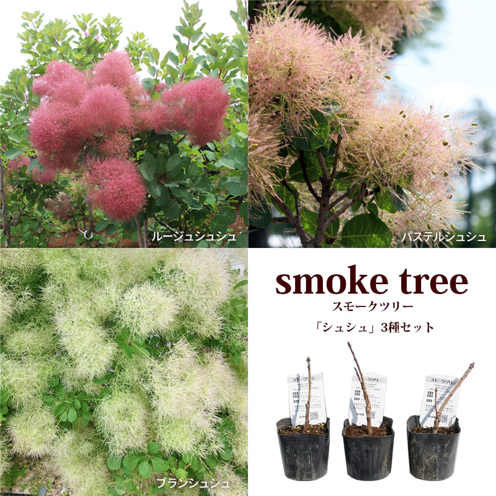 スモークツリー パステルシュシュ