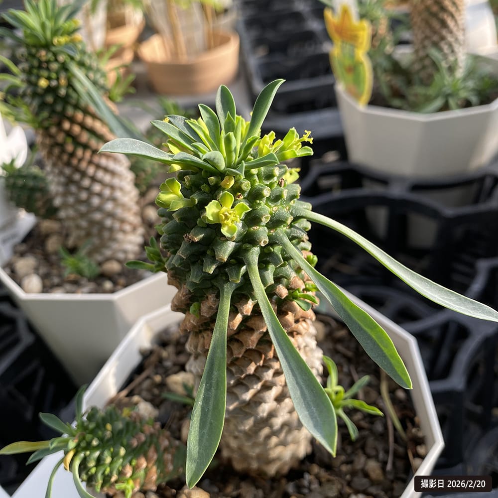 ソテツキリン パイナップルコーン 苗 販売 苗木部 By 花ひろばオンライン