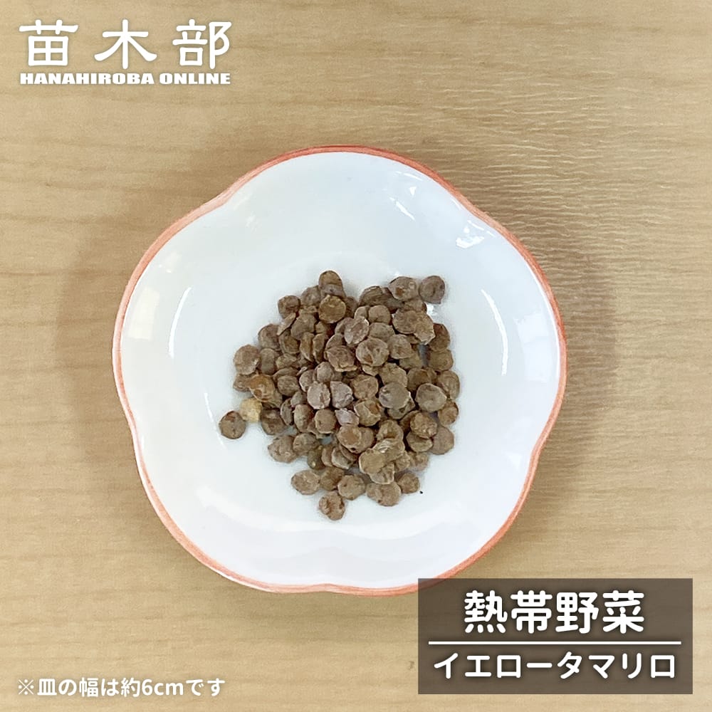 タマリロ イエロータマリロ 