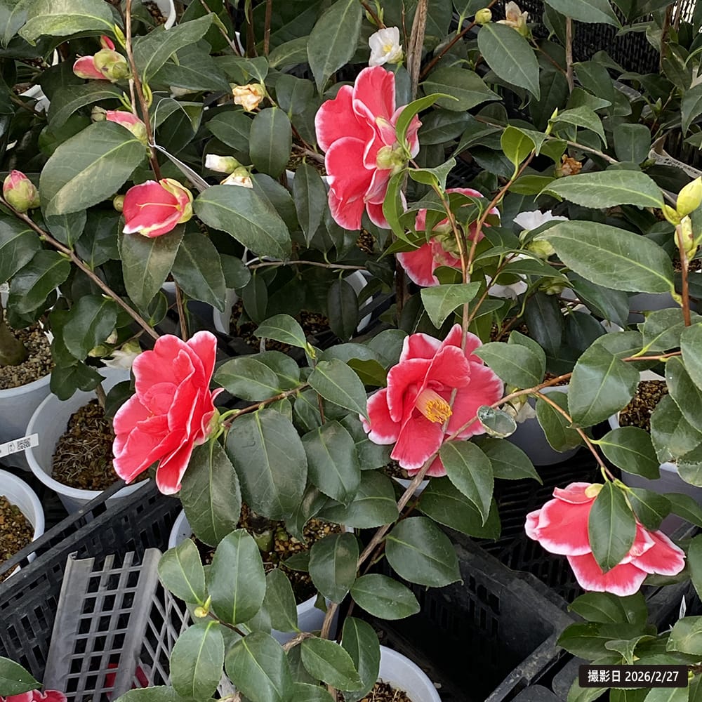 椿 玉ありあけ 5