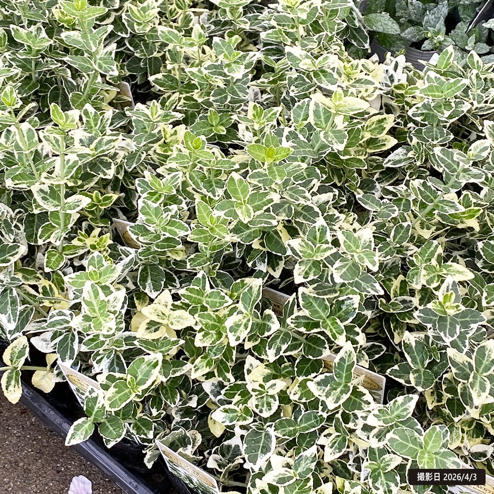 ツルマサキ エメラルドガイティ 