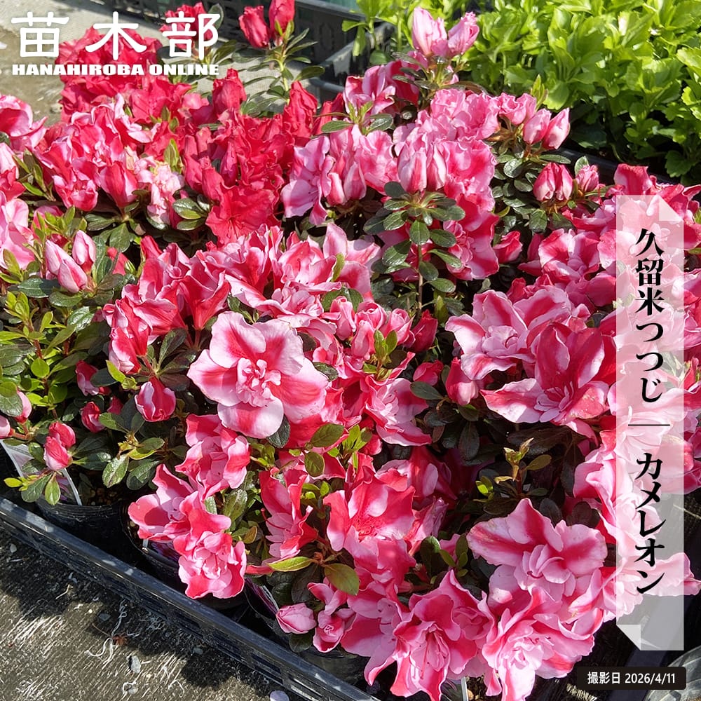 ツツジ カメレオン 