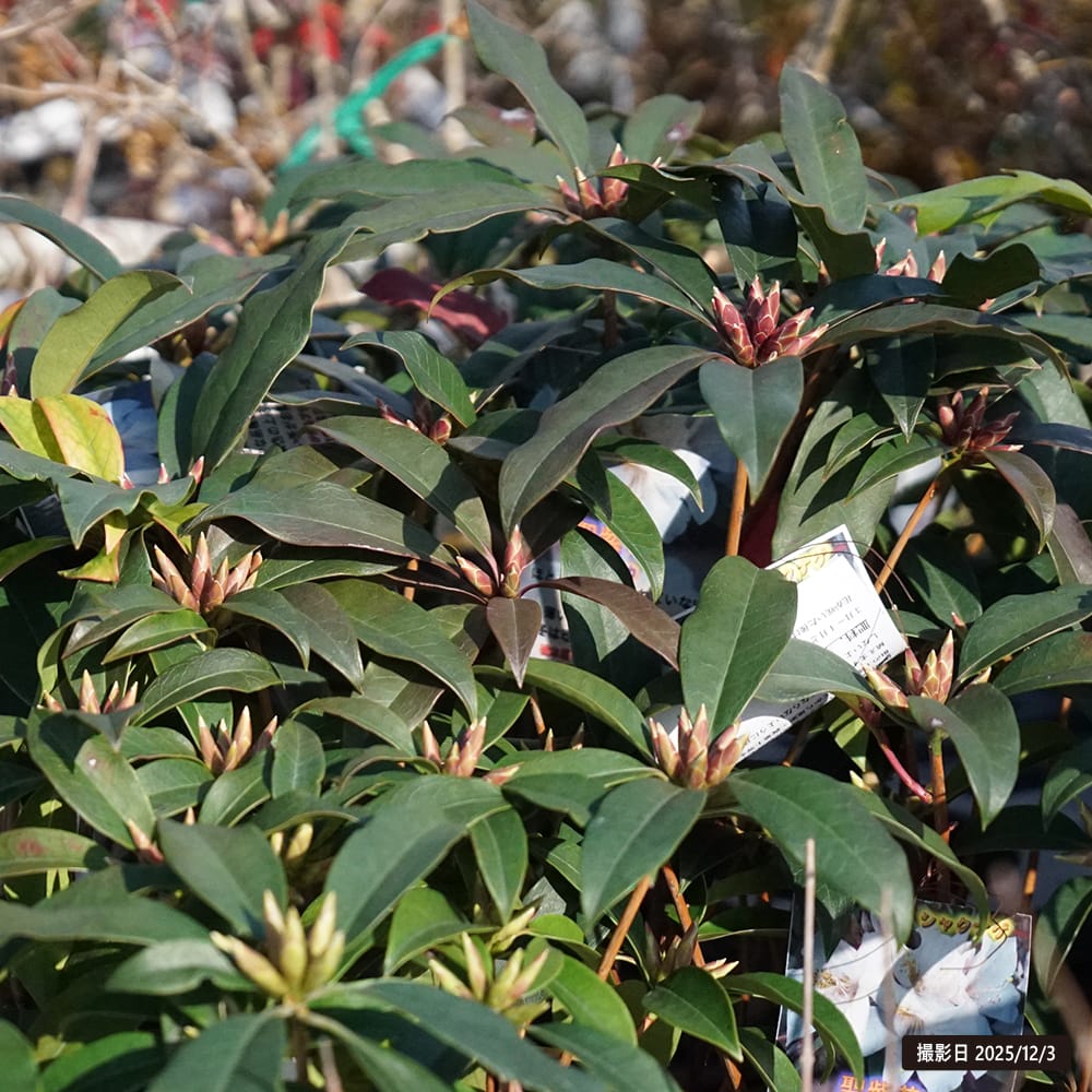 ツツジ 聖紫花 1