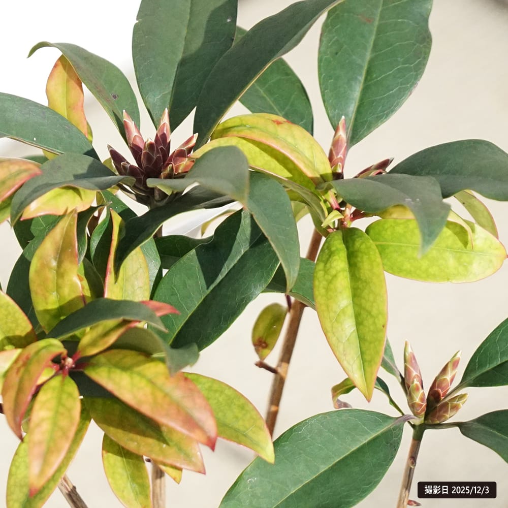 ツツジ 聖紫花 2