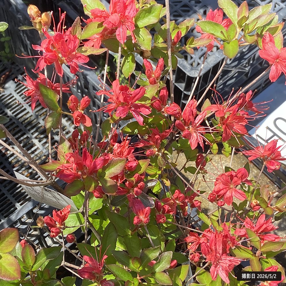 ツツジ 紅長寿 