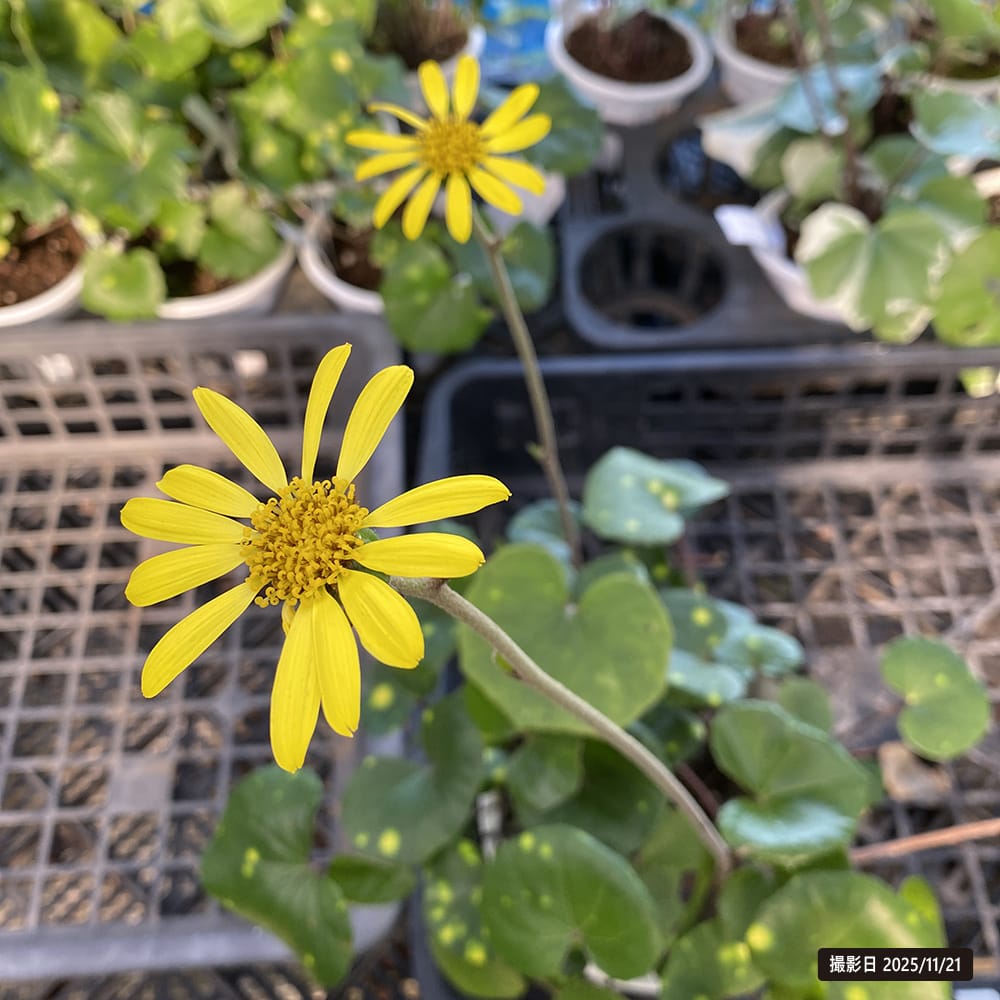 ツワブキ ツワブキ 2