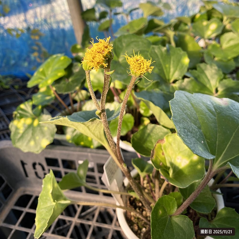 ツワブキ 紅葉々蛍 4