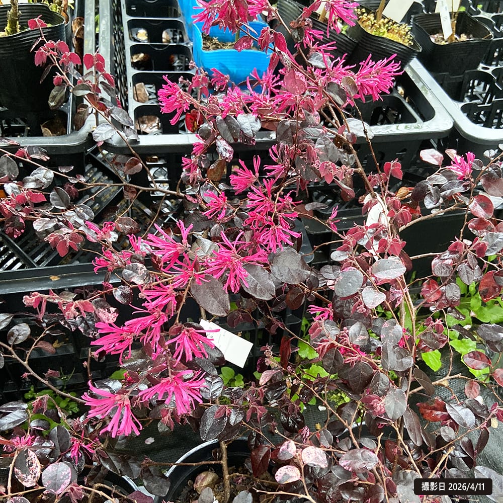 トキワマンサク 紅彩 1