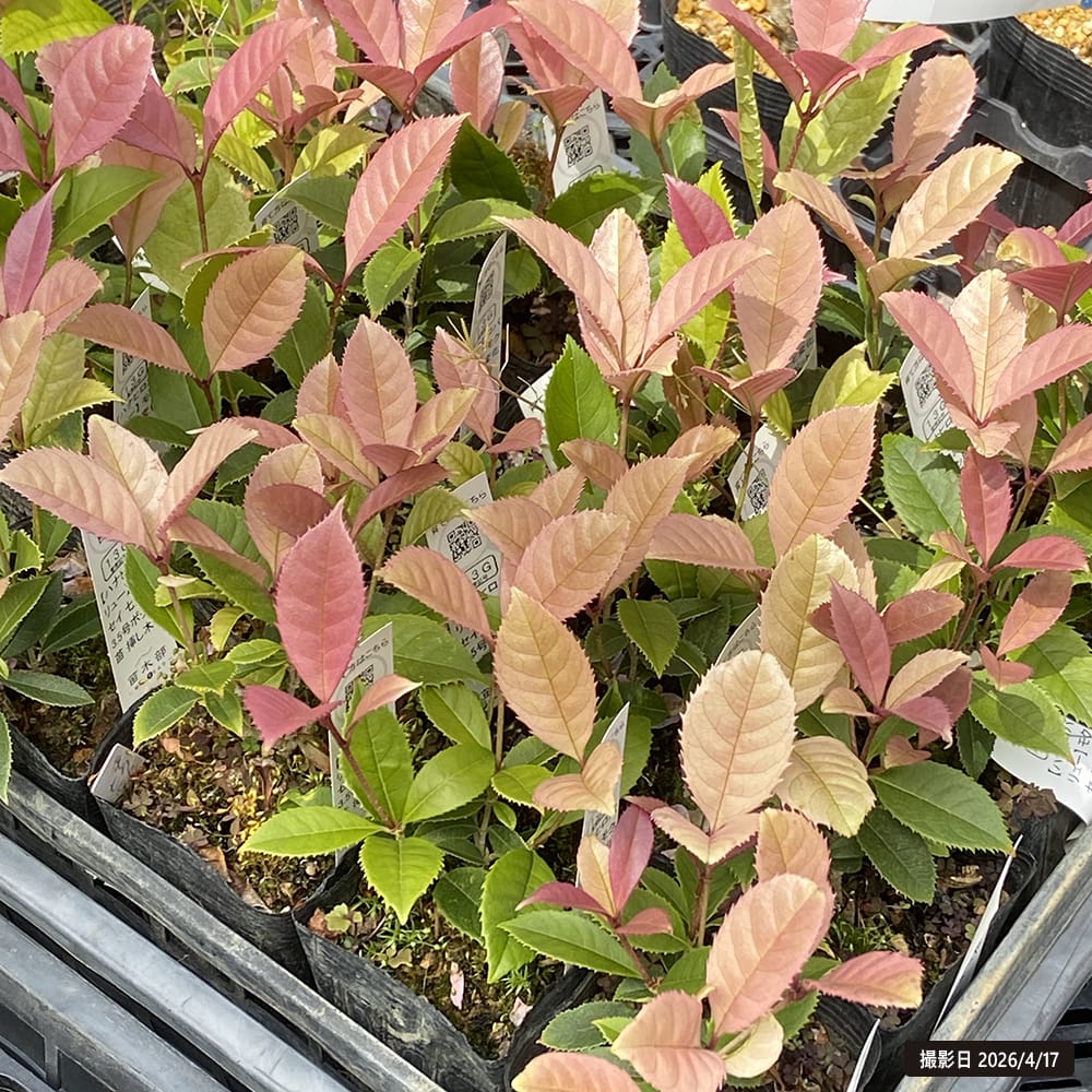 モクセイ 七変化 4