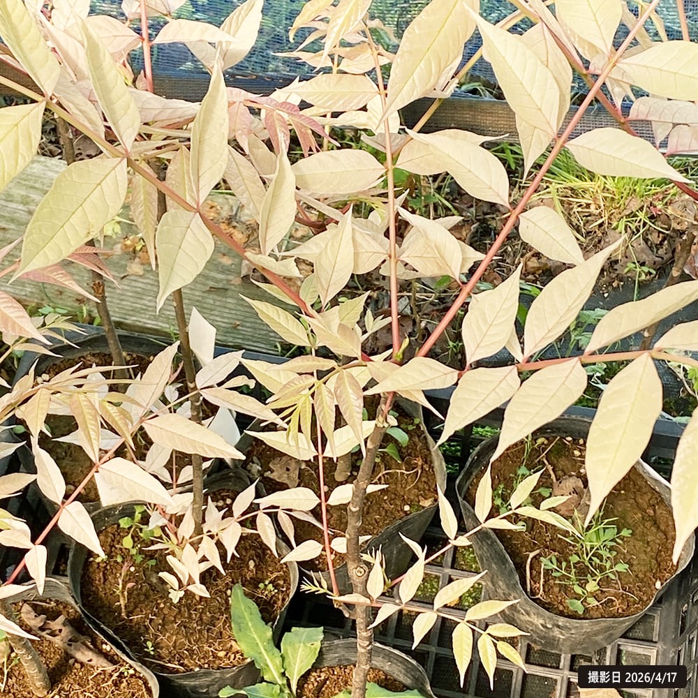 チャンチン フラミンゴ 3