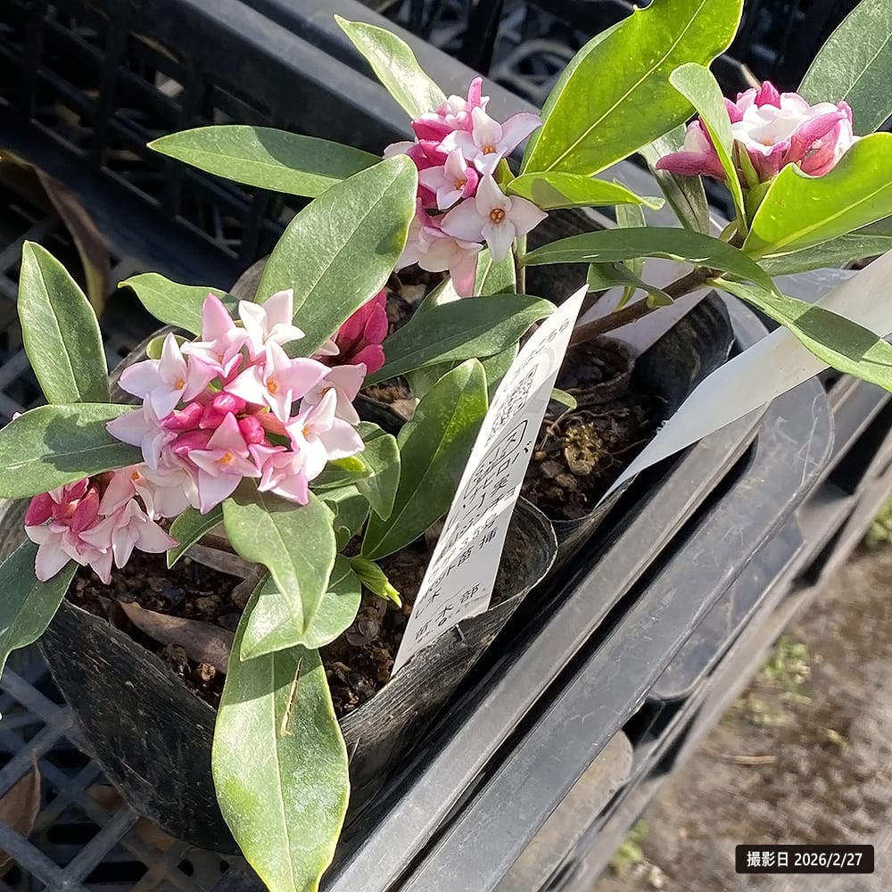 ジンチョウゲ 実成り 1