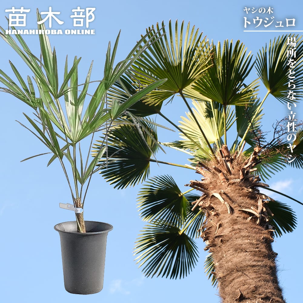 ヤシ トウシュロの通販 苗木部 By 花ひろばオンライン
