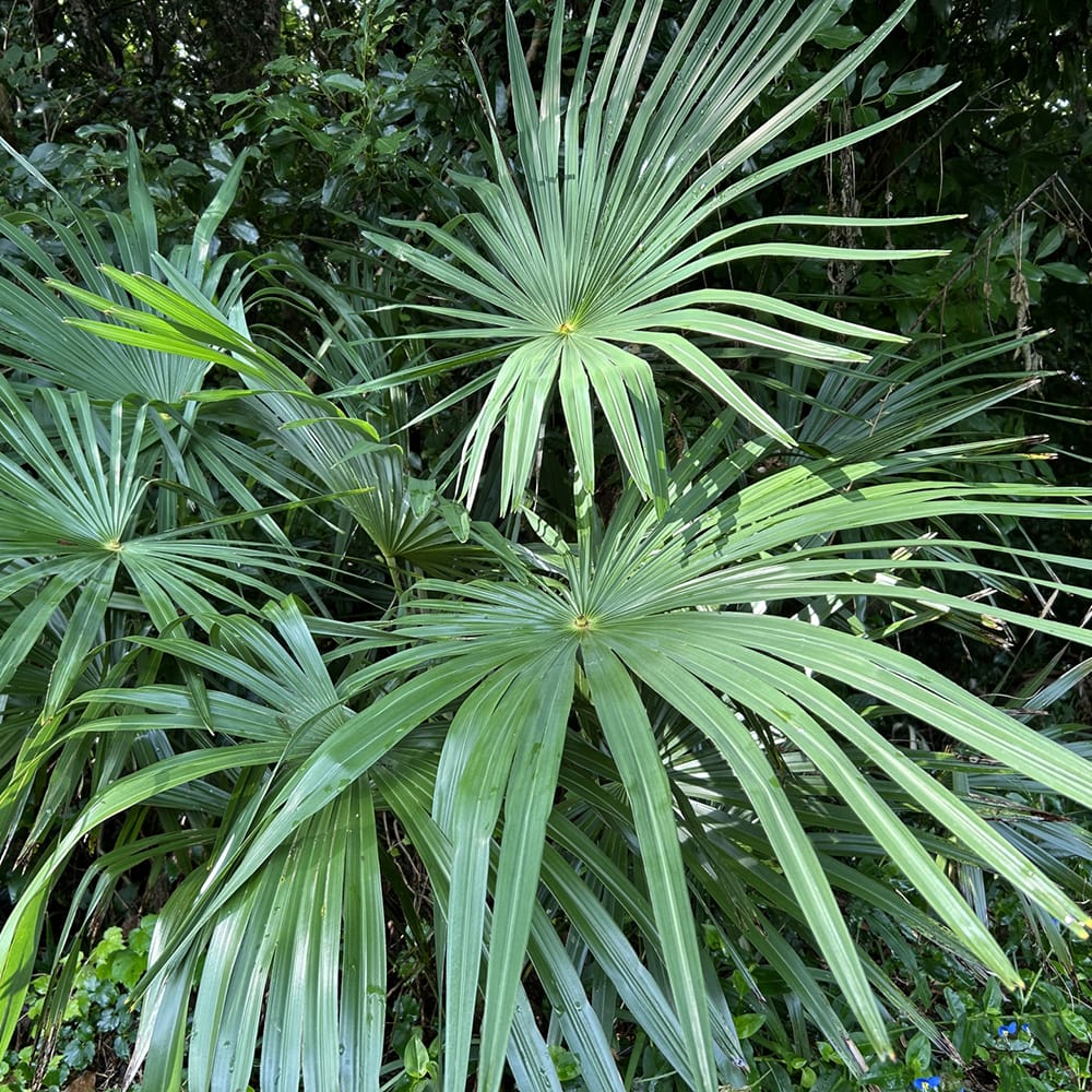 ヤシ トウシュロの通販 苗木部 By 花ひろばオンライン