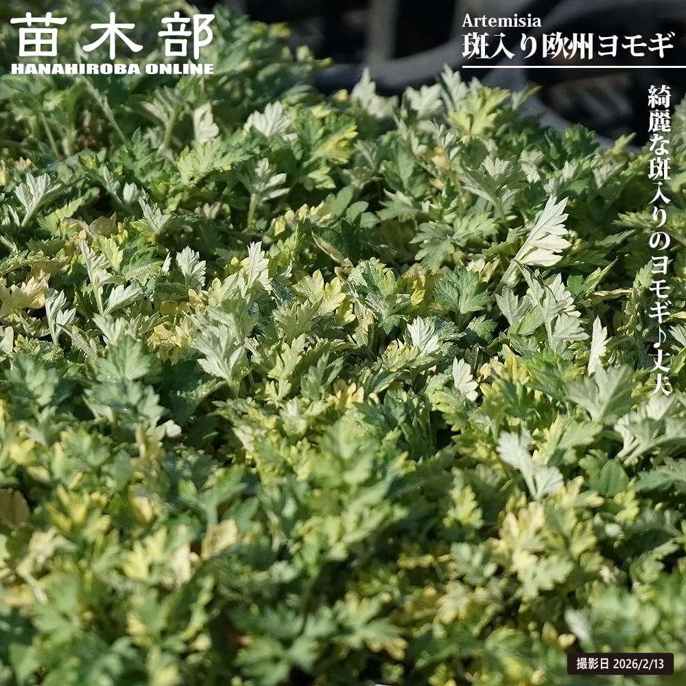 アルテミシア 斑入り欧州ヨモギ 苗 販売 苗木部 By 花ひろばオンライン