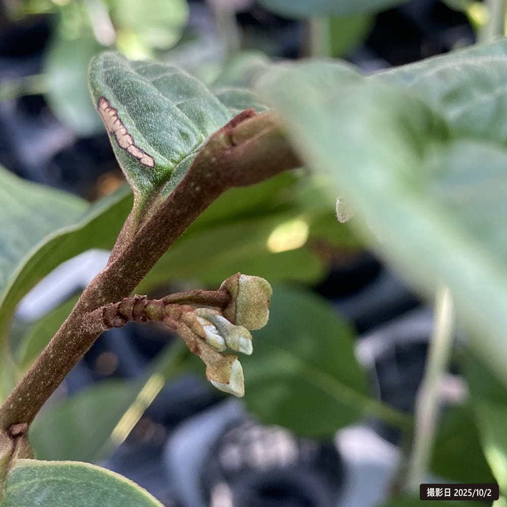 チェリモヤ バナナチェリモヤ 4